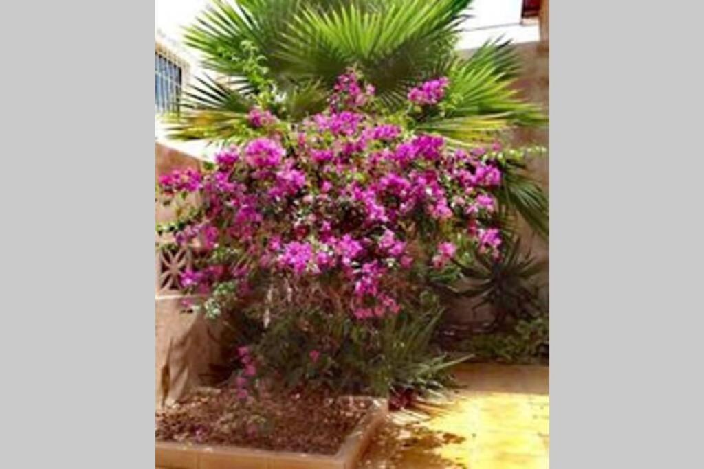 פאלם-מאר Semi-Detached Villa Sea Views, Huge Terrace, Close Beach מראה חיצוני תמונה